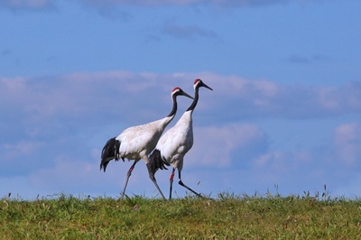 絵になる立ち姿、自然の中にたたずむタンチョウヅル 黒龍江省