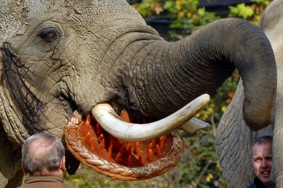 贈り物のゾウがとんだお荷物に、タンザニアが贈呈先アイルランドに運送代を請求