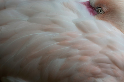 【特集】AFPのベストショット：4月25日～5月1日