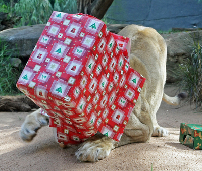 ゲットできるかな？ライオンにもクリスマスプレゼント