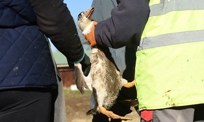 鳥インフルで130万羽を殺処分 フランス南西部