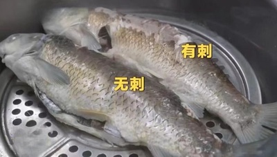 中国人が大好きな草魚を「小骨なし」に品種改良