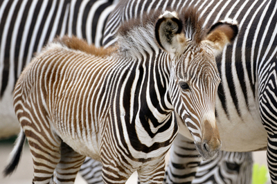 グレビーシマウマの赤ちゃん、ドイツの動物園で一般公開