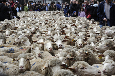伝統は保存しなきゃダメェ！マドリード市街地に羊の大群