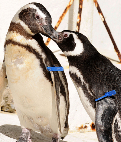 動物園に保護される野生動物たち、ブラジル