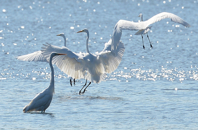 ポーランドの湖に降り立つダイサギたち