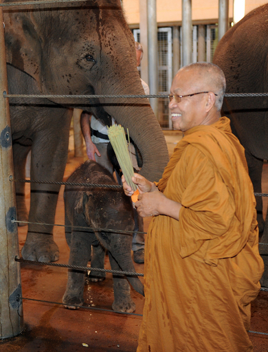 オーストラリアで初めて生まれたゾウ、タイの僧侶から祝福受ける
