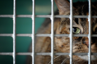 猫を生きたまま犬の餌に、動画を投稿した男を逮捕 ドバイ