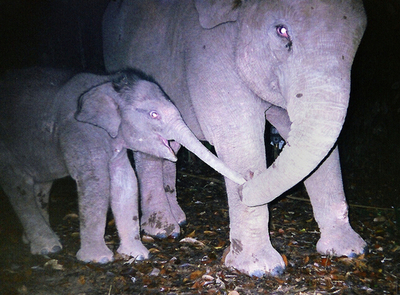 インドネシアの希少動物、大手製紙会社の違法開墾で絶滅の危機