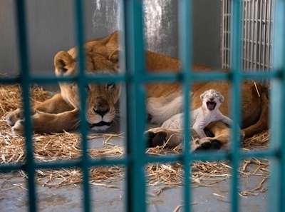 シリアの動物園から救出された雌ライオン、新天地で出産