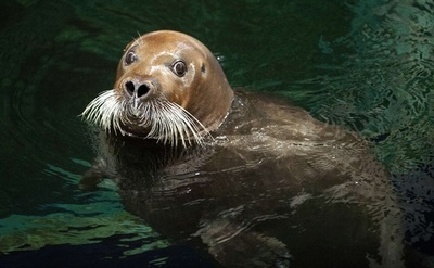 カメラにびっくり？フランスのアゴヒゲアザラシ
