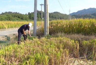 10アール当り収量1523キロ！ 杭州の水稲の生産量が記録を更新