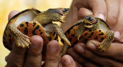 インドで保護されたリクガメ、無事池に放流