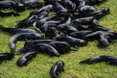 ウーパールーパーを守ろう! メキシコで保護イベント