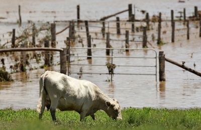 豪政府、家畜のメタンガス削減研究に18億円投入