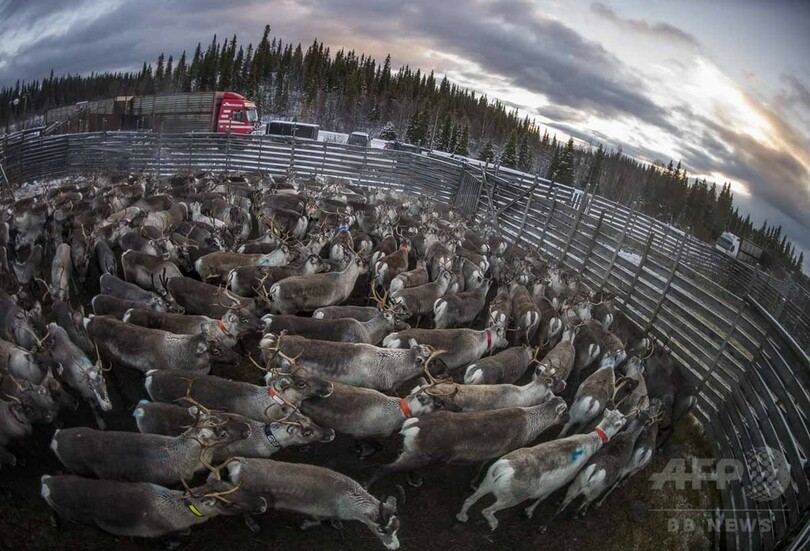 【AFP記者コラム】知られざる圧倒的な美─北欧の遊牧民サーミとトナカイの大移動