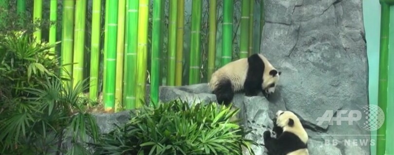 中国がカナダに貸与したパンダが3年前倒しで帰国 新型コロナの影響で餌不足のため 写真4枚 国際ニュース Afpbb News