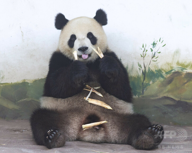 水遊び？クーラーきいた部屋でごろ寝？ 南京の動物園に見る猛暑の過ごし方