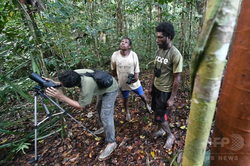 ジャングルから消えゆく鳥たち、地元住民で保護する動き インドネシア