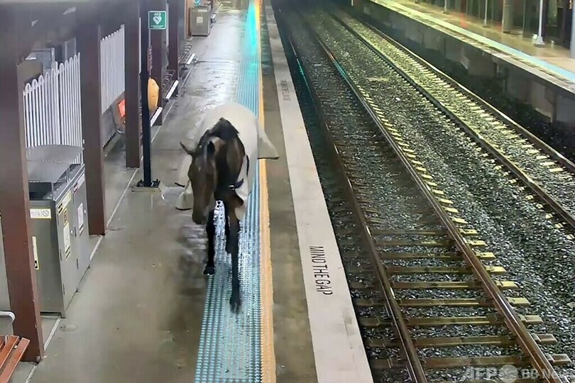 駅に入ってきたのは電車…ではなく馬 珍客にびっくり シドニー