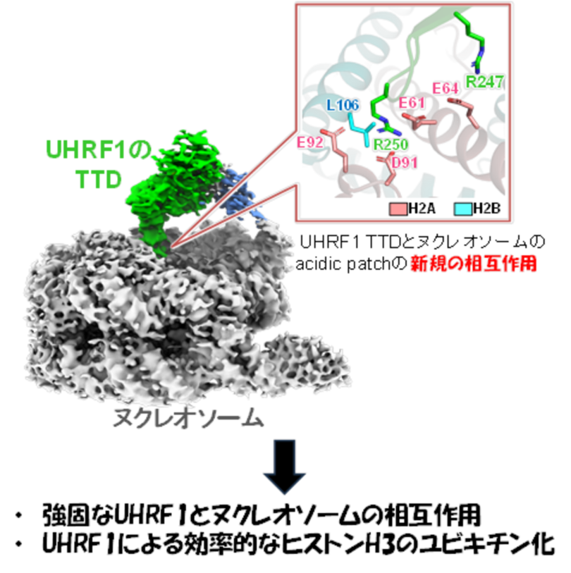 【横浜市立大学】UHRF1によるヌクレオソーム認識とヒストンH3ユビキチン化の構造基盤を解明