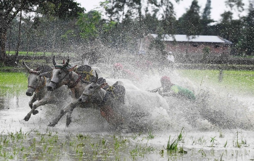 大迫力の水しぶき 豊穣祈る雄牛レース インド 写真16枚 国際ニュース Afpbb News