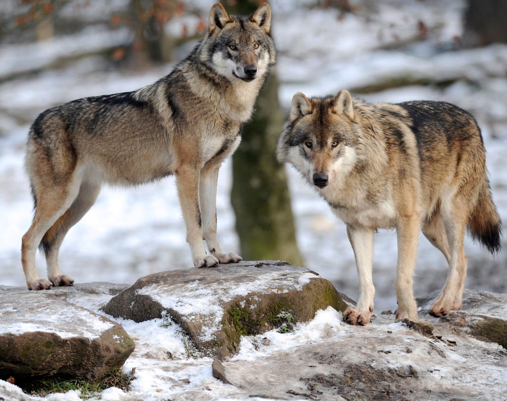 オオカミ間でも あくび は伝染する 東大研究チーム 写真1枚 国際ニュース Afpbb News