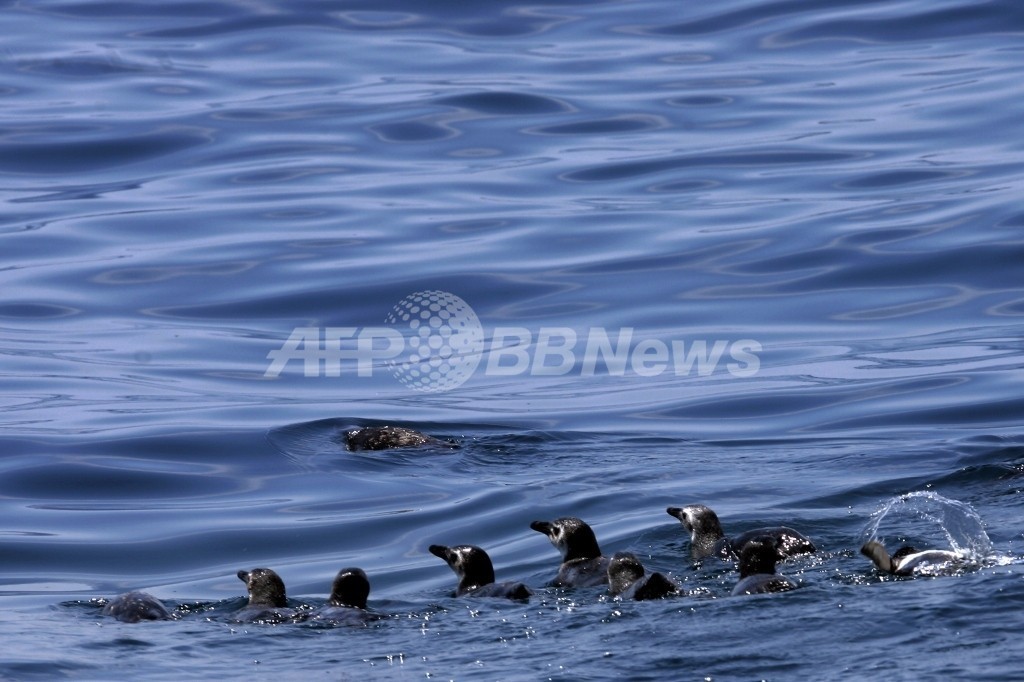 ペンギン512羽の死骸が海岸に、ブラジル南部 ペンギン512羽の死骸が海岸に、ブラジル南部