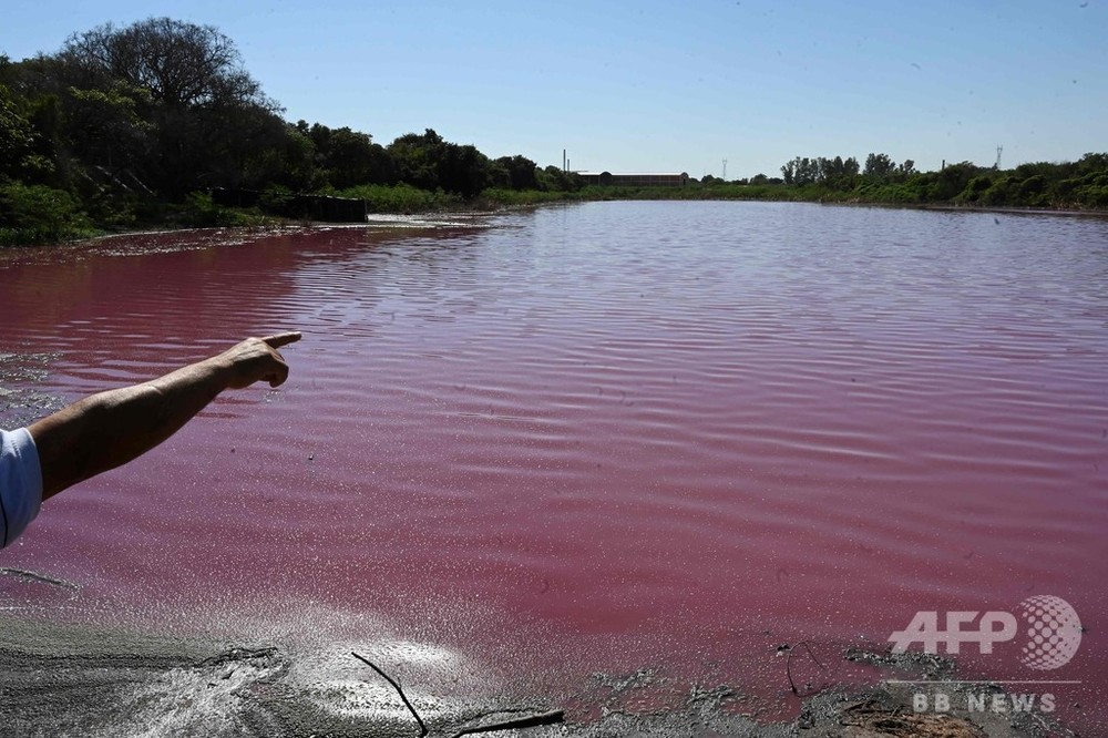 湖がピンク色に原因は皮なめし工場か パラグアイ