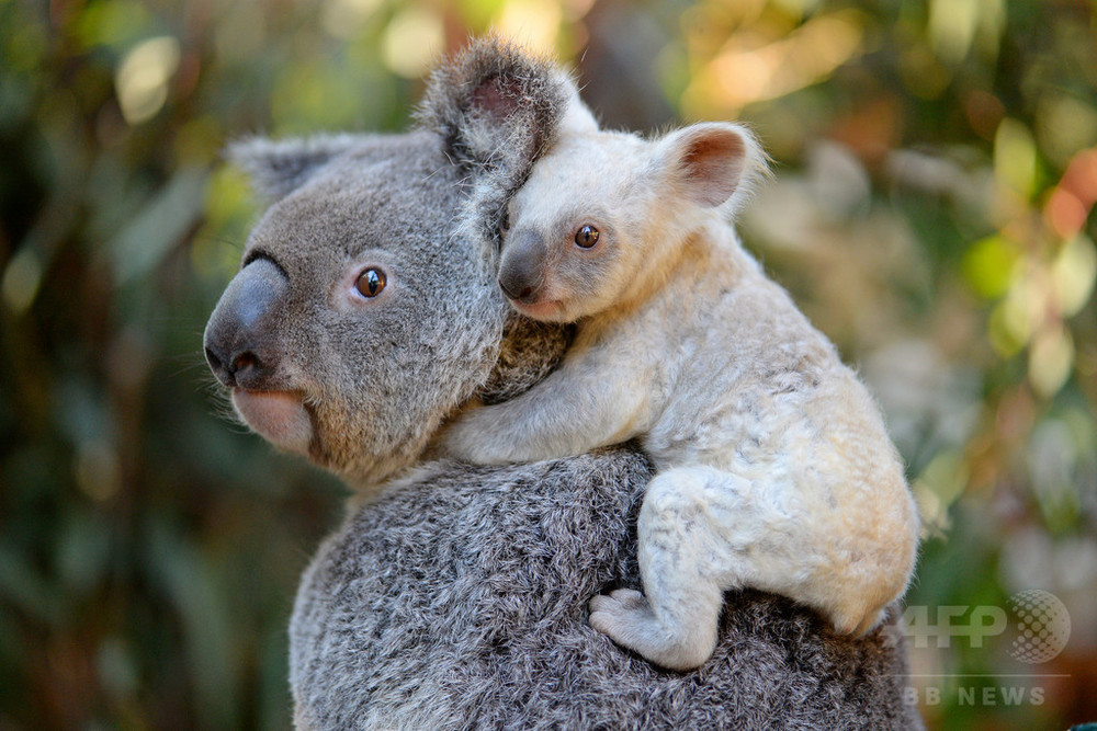 希少な白いコアラ、オーストラリアの動物園で誕生 写真3枚 国際