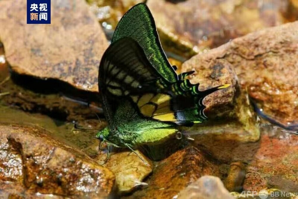 中国 オウゴンテングアゲハの雌の育成に初成功 写真2枚 国際