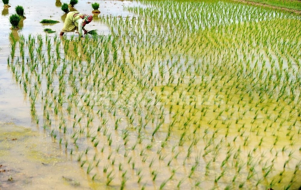 Рисовые поля в краснодарском крае. Рис растет в воде фото. Рисовые поля в краснодарском крае. Проект на тему рис. Условия произрастания риса.