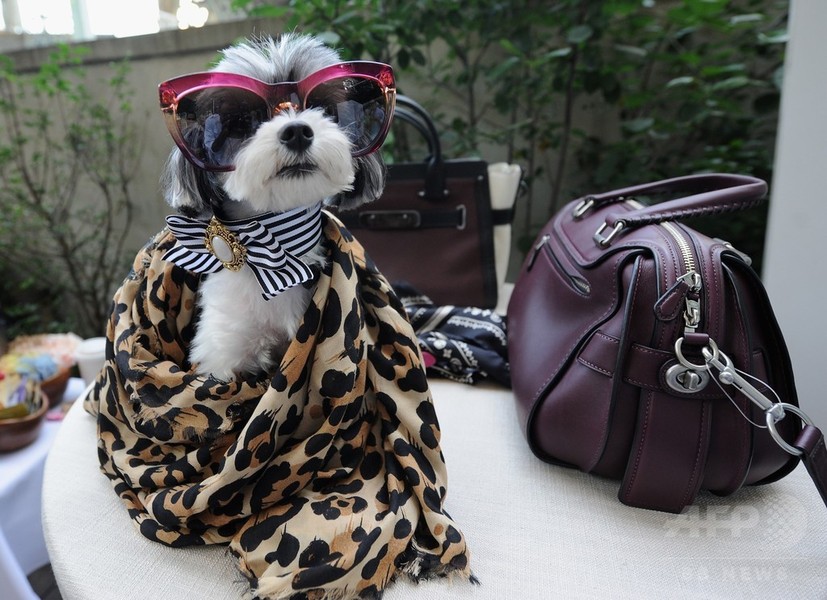 アリアナ・グランデの愛犬も登場！「コーチ」新キャンペーンイベント