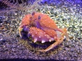 (c)横浜・八景島シーパラダイス