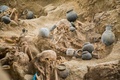 ペルー・チャンチャン遺跡の集団墓地で見つかった遺骨。ペルー文化省提供（2021年11月11日撮影）。(c)AFP PHOTO /  PERUVIAN MINISTRY OF CULTURE
