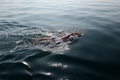 ヨルダンからからイスラエルまで死海を泳いで渡る人（2016年11月15日撮影）。(c)AFP/Gali TIBBON