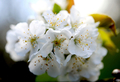 ドイツ・ウィッツェンハウゼン（Witzenhausen）の満開の桜（2011年4月12日撮影）。(c)AFP/UWE ZUCCHI
