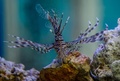 キューバ・ハバナで撮影されたミノカサゴ（2016年5月2日撮影）。(c)AFP/YAMIL LAGE