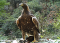 湖北省神農架でブタバナアナグマを踏みつけるイヌワシ（2019年11月3日撮影）。(c)Xinhua News