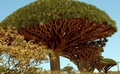 イエメンのソコトラ（Socotra）島で生育するリュウケツジュ（竜血樹）の一種（2008年3月27日撮影、資料写真）。(c)AFP/KHALED FAZAA