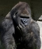 メキシコ首都メキシコ市（Mexico City）のチャプルテペック動物園（Chapultepec Zoo）で飼育されているゴリラの「バントゥー（Bantu）」（2014年1月9日撮影）。(c)AFP/OMAR TORRES