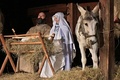 チェコ東部モラバ（Moravia）地方のロジュノフ（Roznov）にあるリトル・ウッデン・タウン（Little Wooden Town）で、キリスト（Jesus Christ）降誕劇を上演する役者や動物たち（2013年12月22日撮影）。(c)AFP/RADEK MICA