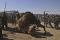アフガニスタン北部のマザリシャリフ（Mazar-i Sharif）で22日、ウシではなくヒツジやラクダを闘わせる催しが開かれた。

　アフガニスタン暦で元日にあたる21日からマザリシャリフで開催されている祝祭には、アフガニスタン全土から大勢の人びとが集まっている。闘牛ならぬ「闘羊」や「闘ラクダ」も、新年の訪れを祝う伝統行事の1つだ。

　春分の日の21日を新年の祭日とするノールーズは、トルコやイラン、イラク、中央アジアやアゼルバイジャンなど、世界各地で幅広く祝われている（2011年3月22日撮影）。(c)AFP/Massoud HOSSAINI 

&lt;a href=&quot;http://www.youtube.com/user/afpbbnews#p/a/u/3/34LbTaHRgvQ&quot; target=&quot;_blank&quot;&gt;&lt;b&gt;【動画】「闘ラクダ」の映像（YouTube/AFPBB News公式チャンネル）&lt;/b&gt;&lt;/a&gt;