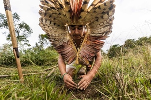 「私たちは地球の守護者」 絶滅危惧種ブラジルマツ守る先住民