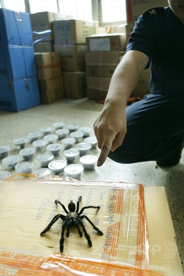 黒い未亡人」クロゴケグモが深センの港で発見 強い毒性あり 写真1枚