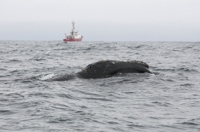 絶滅危惧種のセミクジラ、60年ぶりにカナダ沖で目撃