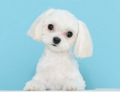 韓国で拡大するペット関連市場…医師・プラットフォームと連携急ぐ保険・流通