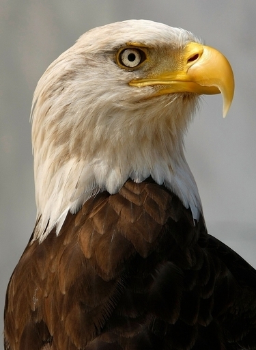 ハクトウワシ一家のネット中継が一大センセーション、米国