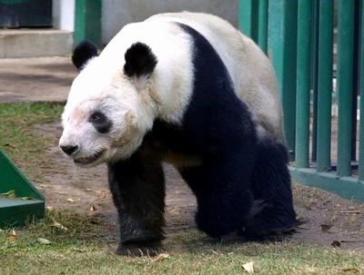 上野動物園にパンダ復活、2011年に中国からつがい1組