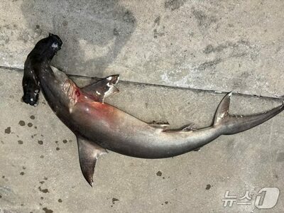 韓国・済州島沖でシュモクザメの死骸発見、専門家が注意呼びかけ
